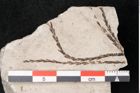 Foto (Detailansicht) von Plantae indet.  (NHMW-GEO-2024-0188-11569)